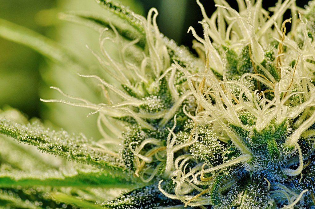 Cannabis bud close-up showing calyxes and trichomes. 